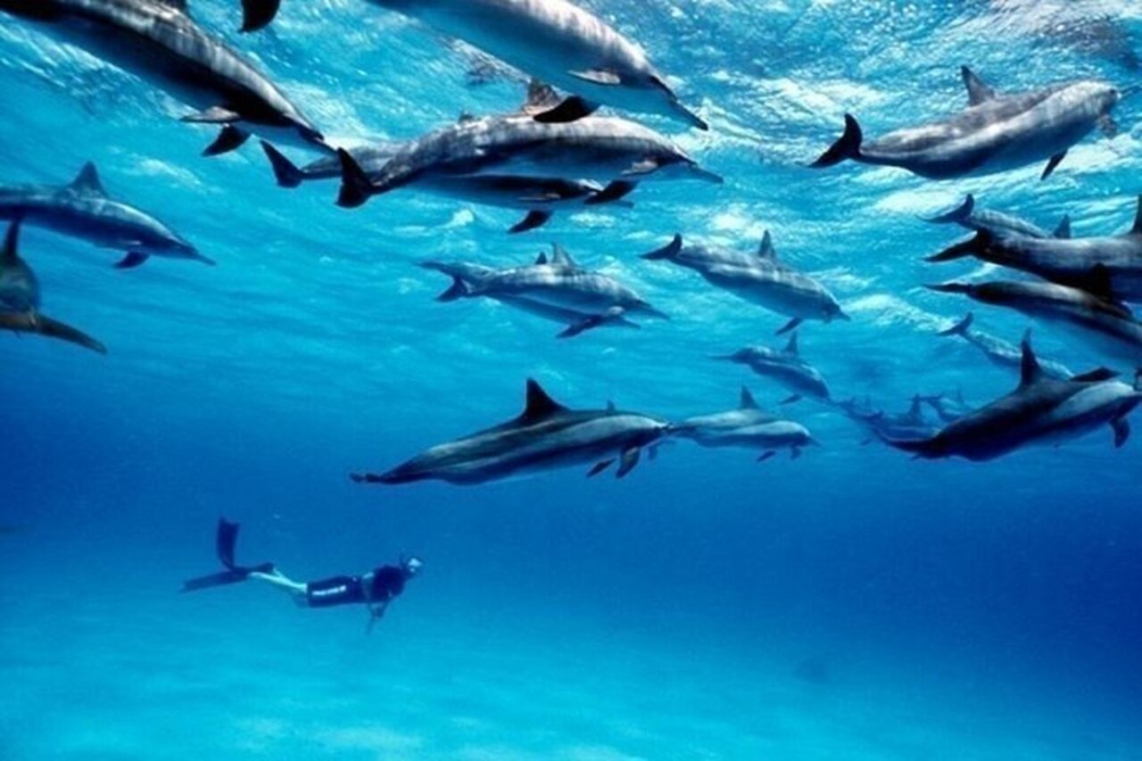 Swimming with dolphins