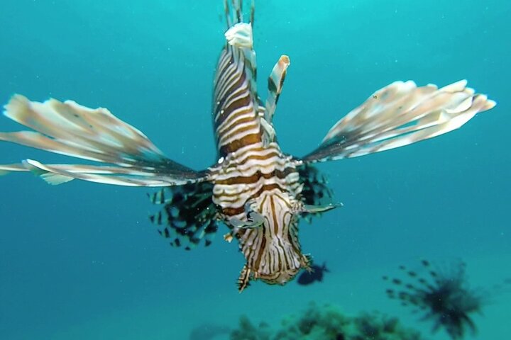 Lionfish underwater