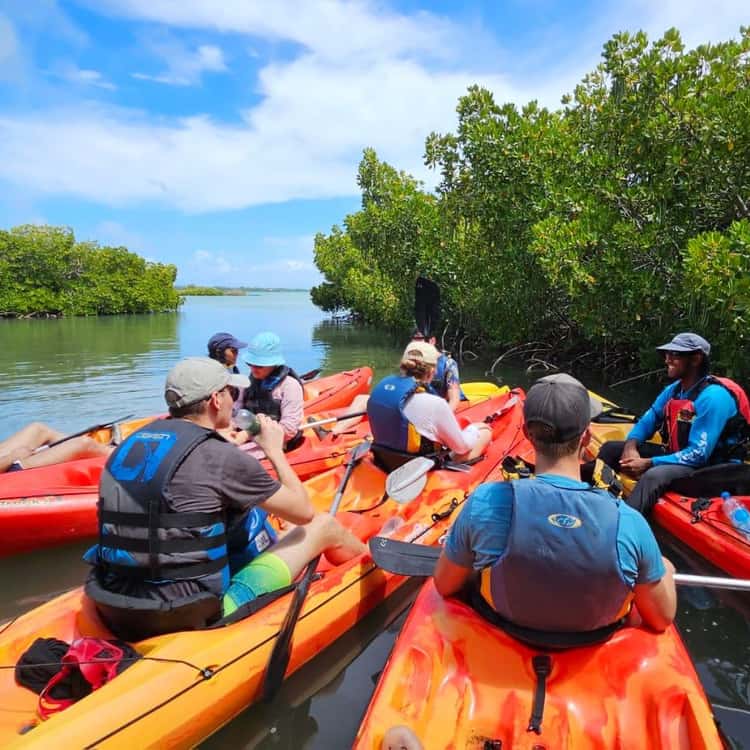Mangrove kayaking tour
