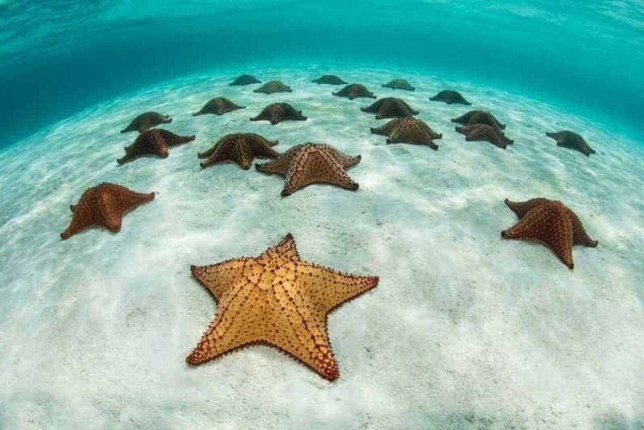 Vibrant marine life