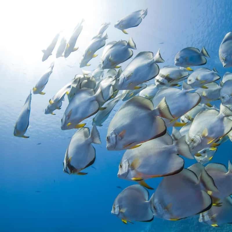 School of batfish