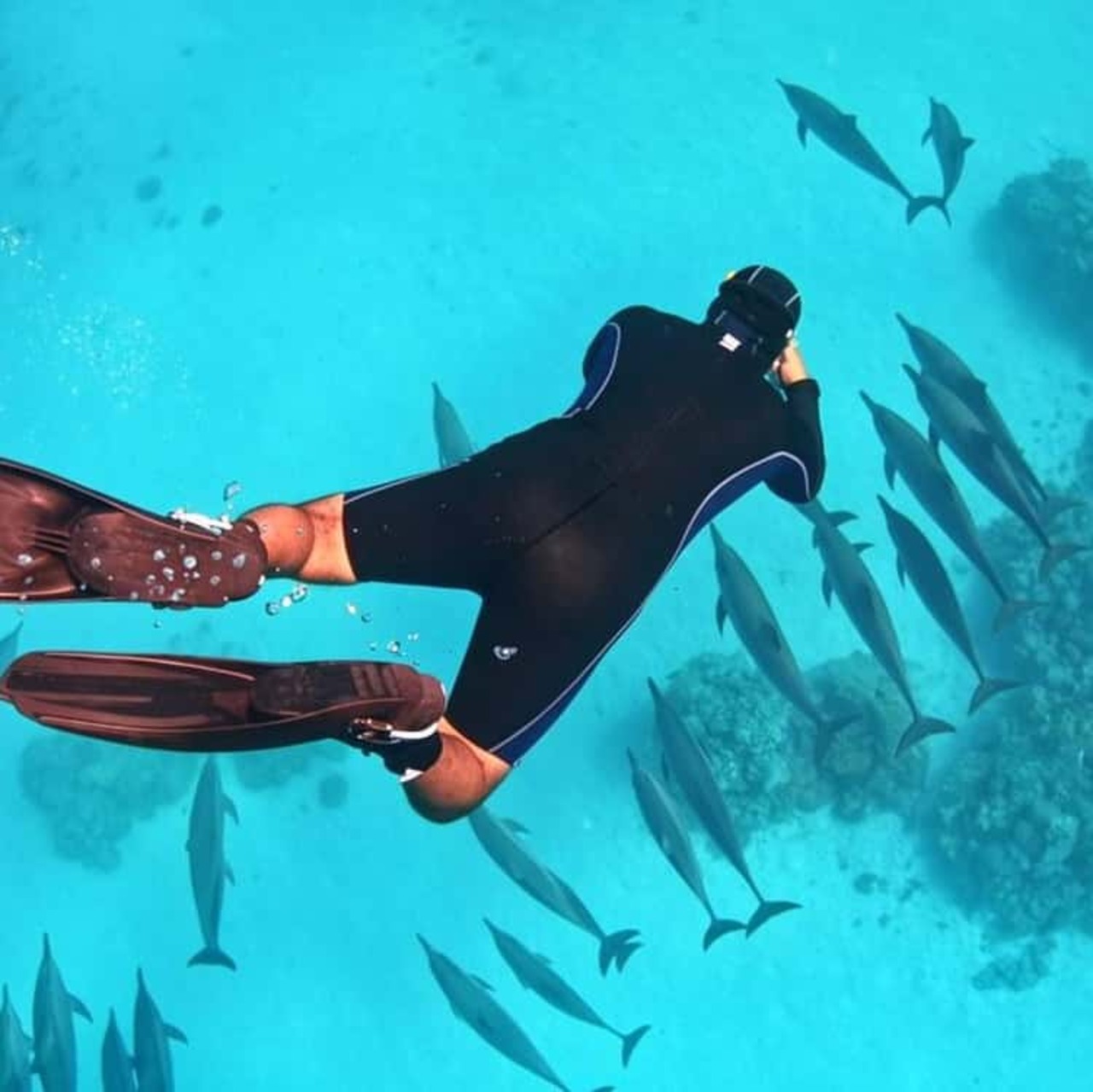 Scuba diving with dolphins