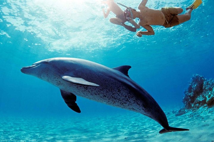 Close encounter with dolphin