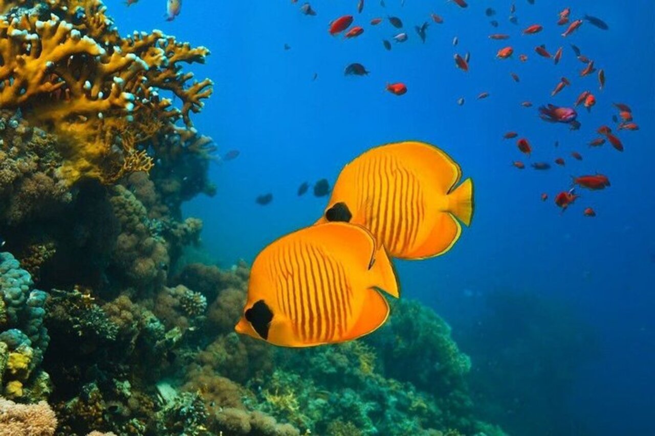Butterflyfish on coral